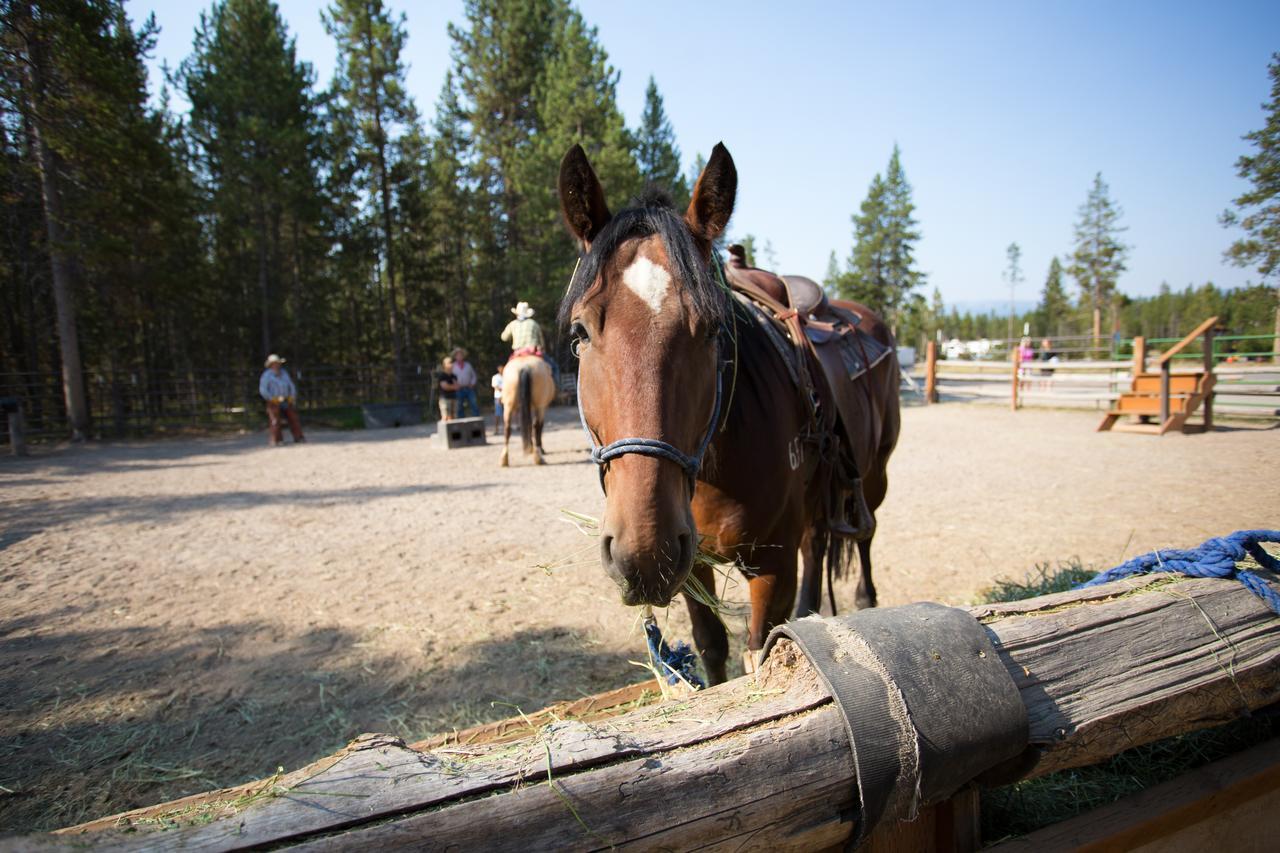 Headwaters Lodge & Cabins At Flagg Ranch Moran Kültér fotó